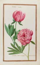 Peonia simplex, Peonia flore multiplici, Peony, Historical, digitally enhanced reproduction from