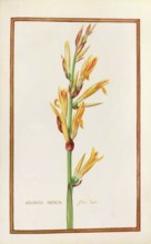 Arondo indica, historical, digitally enhanced reproduction from Theatrum florae (1624) by Daniel