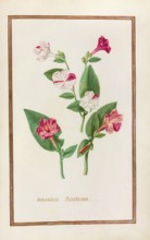 Mirabelis peruviana, Mirabilis jalapa, miracle flower or four o'clock flower, historical, digitally