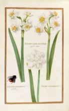Narcissus, Narcissus albus, calcedonius, historical, digitally enhanced reproduction from Theatrum