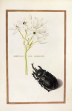 Ornitogalum arabicum, Arab's eye, Historical, digitally enhanced reproduction from Theatrum florae