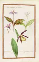 Orchid Venus Slipper, Damazonium and Dens caninus, Historical, digitally enhanced reproduction from