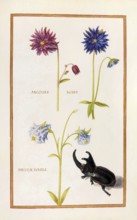 Ancolies roses, Ancolie double, Columbine, Historical, digitally enhanced reproduction from