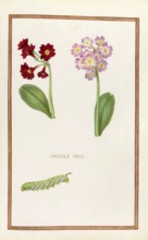 Primula vulgaris, Oricula urci, Historical, digitally enhanced reproduction from Theatrum florae