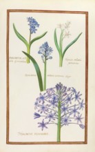 Hyacintus stellaris germanicus and Hycinthus peruvanus, Hyacinth, Historical, digitally enhanced