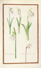 Daffodils, Levco narcissus, historical, digitally enhanced reproduction from Theatrum florae (1624)