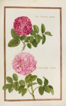 Rose Batavica, Historical, digitally enhanced reproduction from Theatrum florae (1624) by Daniel