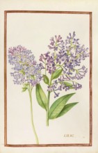 Lilac, Historical, digitally enhanced reproduction from Theatrum florae (1624) by Daniel Rabel