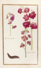 Perennial peavine, Lathyrus latifolius and Giroflee double, Historical, digitally enhanced