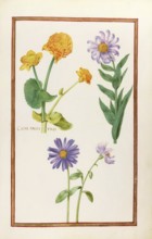 Calta palustris, marsh marigold, historical, digitally enhanced reproduction from Theatrum florae