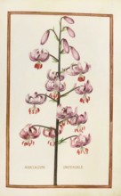 Martagum imperiale, Turkish League or Martagon Lily, Historical, digitally enhanced reproduction