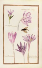 Colchicum montanum, Berg-Zeitlose, flore multiplici, bysantinum, panonicum, Herbstzeitlose,