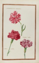 Cariophillata tornacensis, huttor and morillon, Caryophyllaceae, Dianthus, Carnation, Historical,