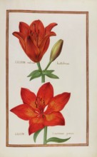 Lilium rubrum and Lilium cruentum, magnificent lily, historical, digitally enhanced reproduction
