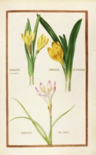 Narcisse printanier, Narcisse autaumnal and Narcisse des Indes, Narcissus, Historical, digitally