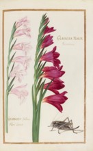Gladiolys maior, Gladiolus, Historical, digitally enhanced reproduction from Theatrum florae (1624)