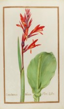 Canna indica, Pretoria Canna Lily, also known as Edible Canna, Achira or Kapacho, Australian