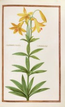 Liliomartagual canadense, Canada lily, also known as Canadian water lily or yellow lily, Lilium