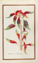 Amaranthus tricolor, Amaranthus tricolor or vegetable amaranth, historical, digitally enhanced