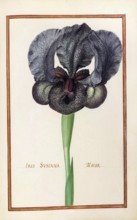 Iris susiana, Traueriris, Historical, digitally enhanced reproduction from Theatrum florae (1624)
