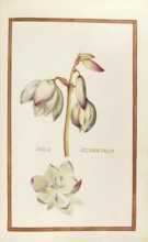 Yucca oxxidentalis, palm lily, historical, digitally enhanced reproduction from Theatrum florae