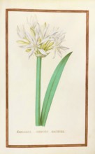 Daffodils, Narcissus tertius, historical, digitally enhanced reproduction from Theatrum florae
