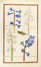 Hyacinthus indicus, Hyacinthus orientalis, garden hyacinth, historical, digitally enhanced