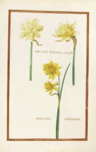Narcissus, Narcissus, historical, digitally enhanced reproduction from Theatrum florae (1624) by
