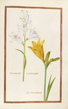 Phalangium allobrogum and Lili asphodelus, yellow daylily, Historical, digitally enhanced