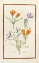 Crocus vernus, spring crocus, historical, digitally enhanced reproduction from Theatrum florae
