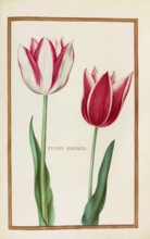 Tulips, Historical, digitally enhanced reproduction from Theatrum florae (1624) by Daniel Rabel