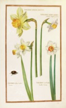 Daffodils, Narcissus albus, historical, digitally enhanced reproduction from Theatrum florae (1624)