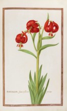 Martagum flore spadieoprecox, Turkish League, Historical, digitally enhanced reproduction from