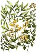 A. Elatine folio subrotundo, b. Elatine folio anguloso, c. Elemifera es qua gumini, Elemi, d.