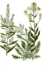Various species of rocket, a. Eruca sativa, b. Eruca sylvestris latifolia, c. Eruca sylvestris