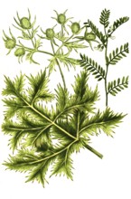 Ervum semine and Eryngium vulgare, Man's Thistle, Historic, digitally restored reproduction from a