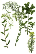 Spurge family, a. Esula, syn Tithymalus paralius, b. Esula minor, c. Esula syn Tithymalus siculus,