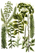 Erysimum jrio, Wegsenf, Erysimum altissimum, officinarum, Esula linaria and Esula dendroides,