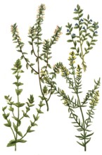 Eyebright, Euphrasia officinarum, coerulea, purpurea, lutea, Historical, digitally restored