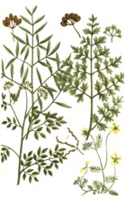 A. Ferula amoniaca, Ammoniacum gummi, vel Gummi hammoniacum, b. Ferula galbaniflua, Galban resin, c