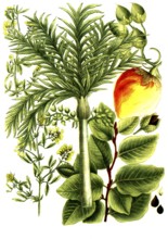 A. Fagus fau, beech, b. Falcata sylvestris, betel nut palm, c. Falcata altera, shag syn areca vel