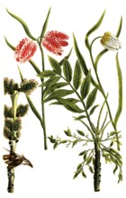 A. Fraxinus, ash, b. Fritillaria alba, chessboard flower, c. Chess flower, Fritillaria meleagris,