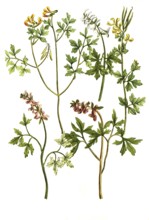 Earth smoke, Fumaria siliguosa, bulbosa (4 varieties), historical, digitally restored reproduction