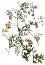 Fumitory, a. Fumaria bulbosa, b. Fulmaria bulbosa radice cava, c. Fumaria africana, d. Fumaria