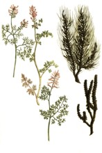 Fucus ericae, Fucus quercus, Fumaria vulgaris, Fumaria terifolia, Historical, digitally restored