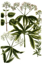 A. Eupatorium cannabinum, water eupatorium, b. Eupatorium herba, c. Eupatorium ageratum, d.