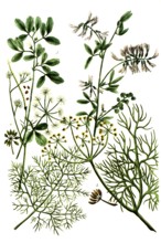 A. Foeniculum commune, fennel, b. Foeniculum vulgare var. dulce, spice fennel, c. Foenum