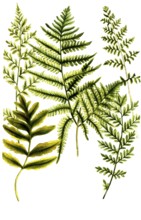 A. Filix fontana minor, Fougiere, Brunn fern, b. Filix ramosa major, Fougiere femelle, Fern, c.