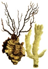 Various species of coral, Corallina spinosa supra purpura, albi lapidosa, Historical, digitally