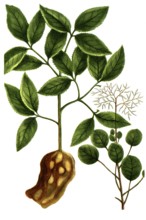 Costus arabicus, spiral ginger, and Cotinus coccigria, wig shrub, historical, digitally restored